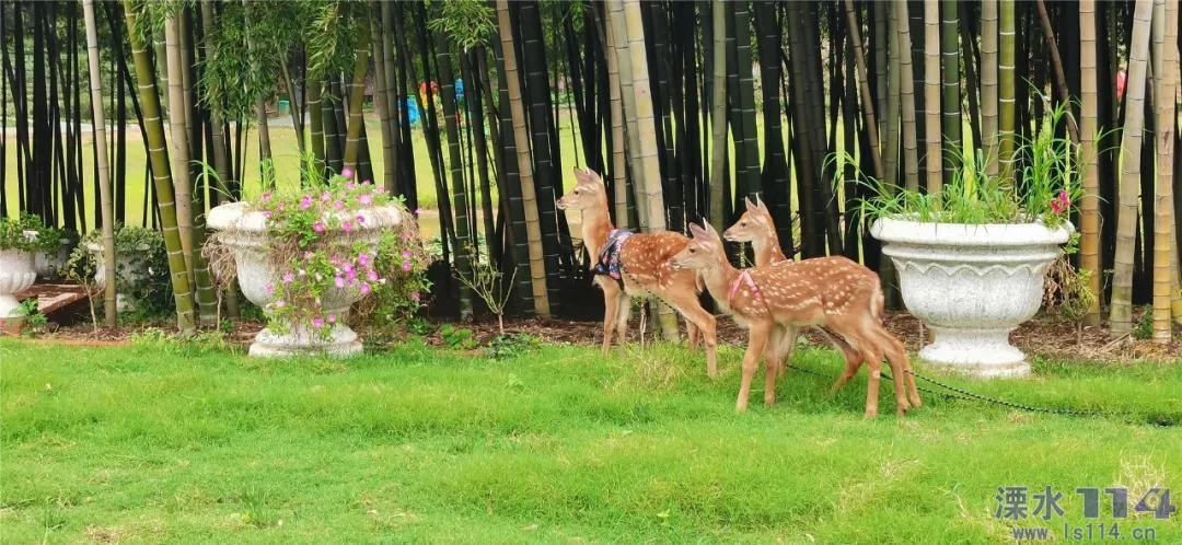 河南首个985院校落户洛阳?官方回复